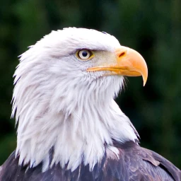 Icono de Fondos de pantalla de águila